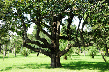 10 SOUTHERN MAGNOLIA TREE 12